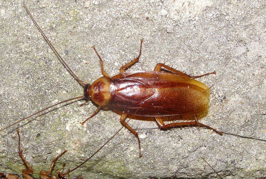 Вряд ли хотя бы одна хозяйка увидев таракана испытывает радость к этому насекомому. Они бегают везде, все пачкают и могут быть даже переносчиками инфекций. Они едят все и гуталин и овощи и книжные переплеты, всякие отбросы, но особенно падки на пиво. Верхняя пара их челюстей служит для топорной работы, а нижняя менее мощная для тонкого дела. На ней множество крошечных зубов и щетка для важной процедуры-чистки усов. Тараканы жуют не только ртом, но и желудком. Если с питанием плохо, то тараканы без еды могут прожить около месяца. На Руси тараканам жилось вольготно-молва наделила их таинственными качествами. Считалось, что если появились тараканы, то это сулило богатство, а если они исчезали из дома то быть пожару. Мозг у таракана совсем крошечный. Самое удивительное, таракан вообще может жить без головы. И все-таки усатые кое-что соображают. Можно научить их отдергивать лапу по сигналу. У тараканов также есть исследовательская  активность. Главный исследовательский инструмент у них это усы. Усами он не только ощупывает, но и нюхает. Таракан дышит не головой, а брюхом. Если его головой опустить в воду, то он не задохнется. Если таракану оторвать усы то он чувствует себя одиноким и покинутым. Тараканиха заботливая мама,она усами нежно оглаживает новорожденных и подгоняет их к зараннее припасенным съестным крошкам. Стоит таракашкам немного поесть, как их тела превращаются в плоское и широкое, а белый цвет меняется на бурый. Мать водит их из щели в щель обучая добывать пищу. Самка оплодотворяется только раз в жизни. Однако и в малоприятных тараканах можно найти привлекательные черточки. Раньше тараканов выращивали на корм птицам или для потехи-тараканьих бегов (вспомните фильм "Бег") Тараканов сушат и делают из них лекарства. Особенно тараканов любят в Китае. Китайцы тараканов едят для них это деликатес, а также лечат ими многие болезни. 