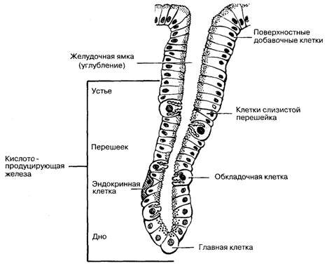Примерно как это выглядит под микроскопом