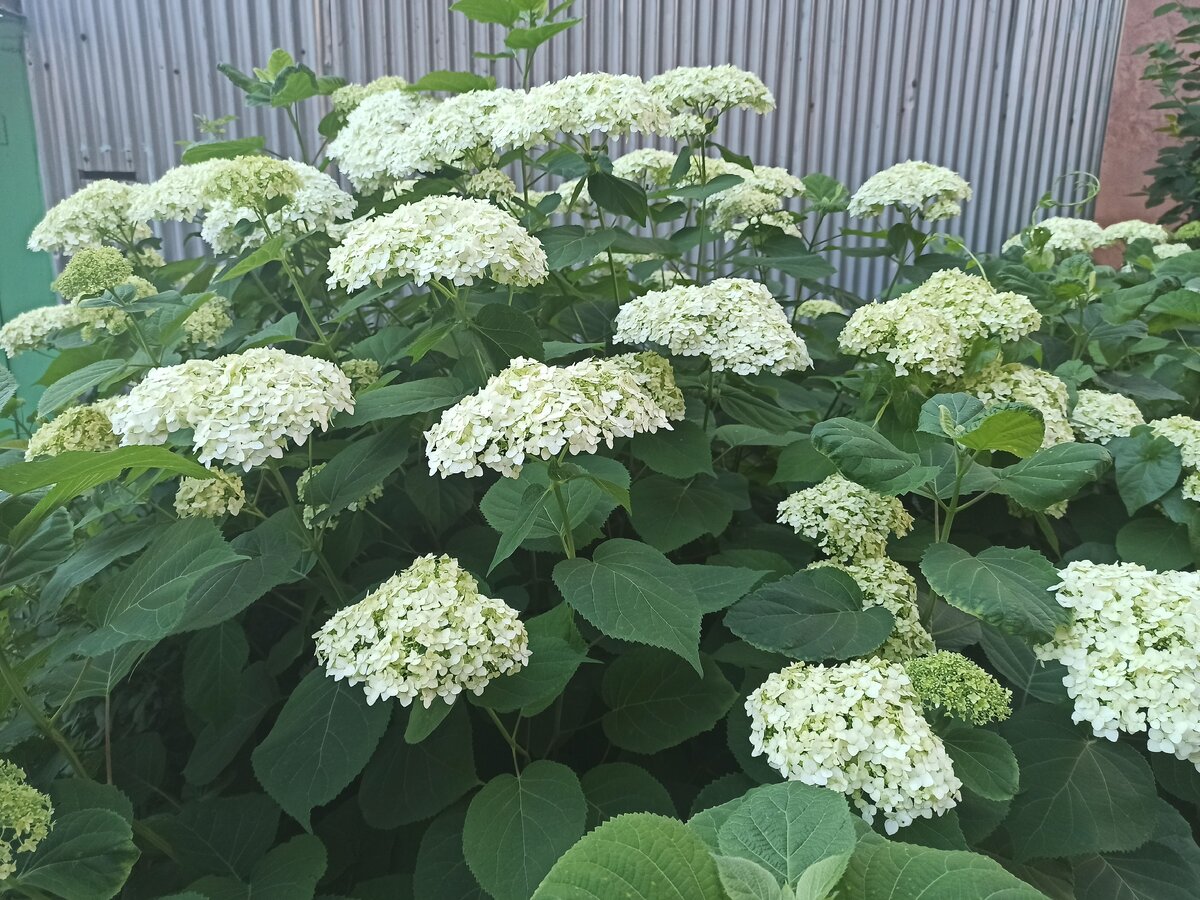  Фото автора. Гортензия