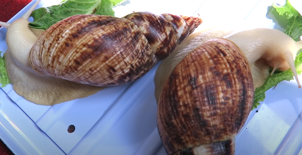 Можно листать >>>