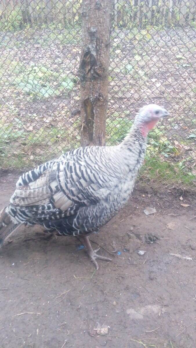 индюшка