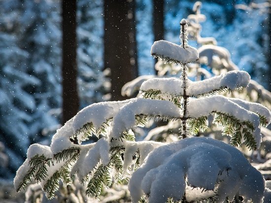 Фото: pixabay.com