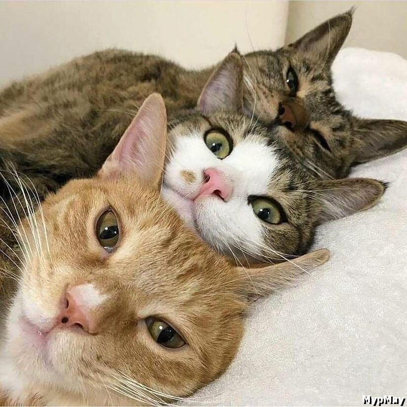 Трое из ларца