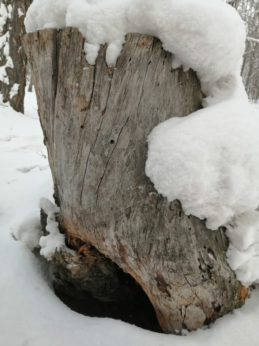 Необычный пень фото автора.