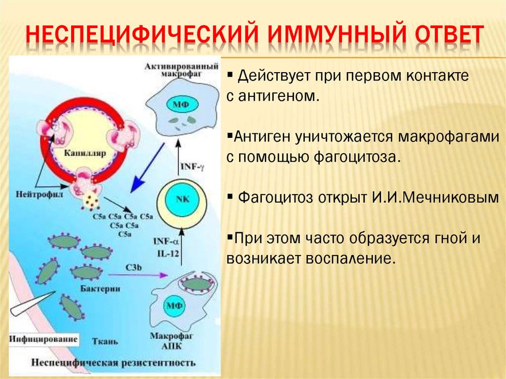 Клетки участвующие в иммунном ответе