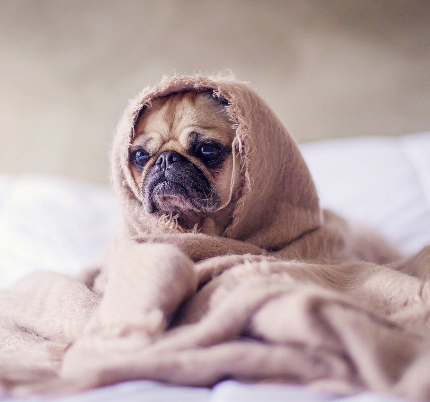 Изображение с сайта Pixabay