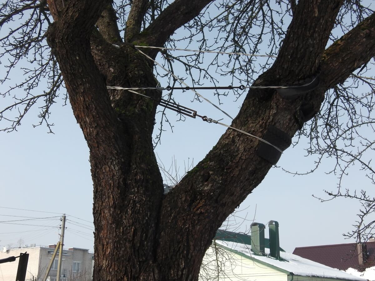 Разлом ствола яблони. Фото автора