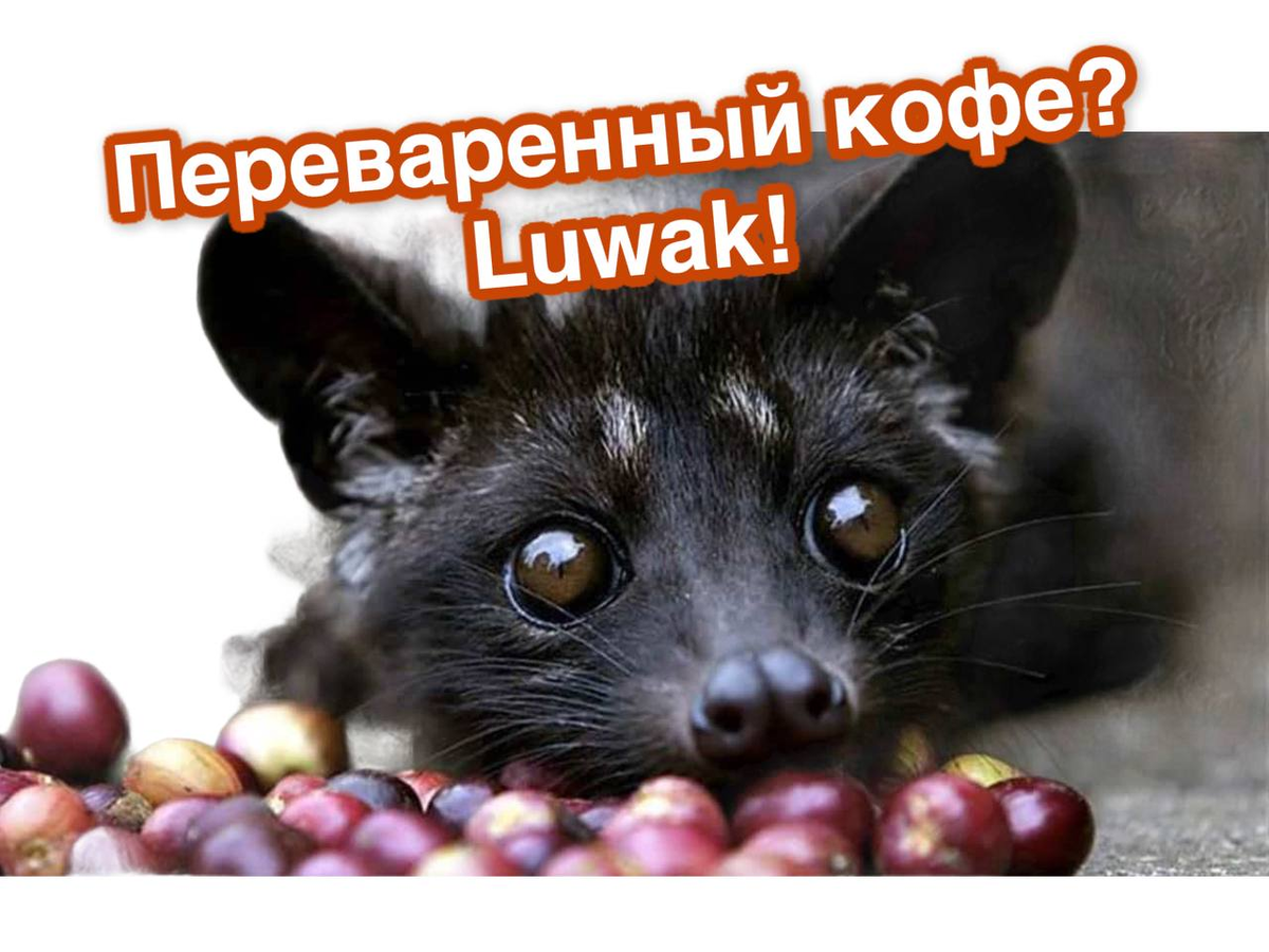 Кофейные ягоды и цвиетта