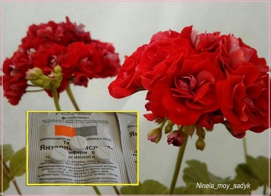 янтарная кислота в цветоводстве