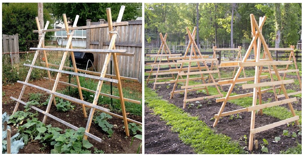 Фото из Интернета, коллаж мой.