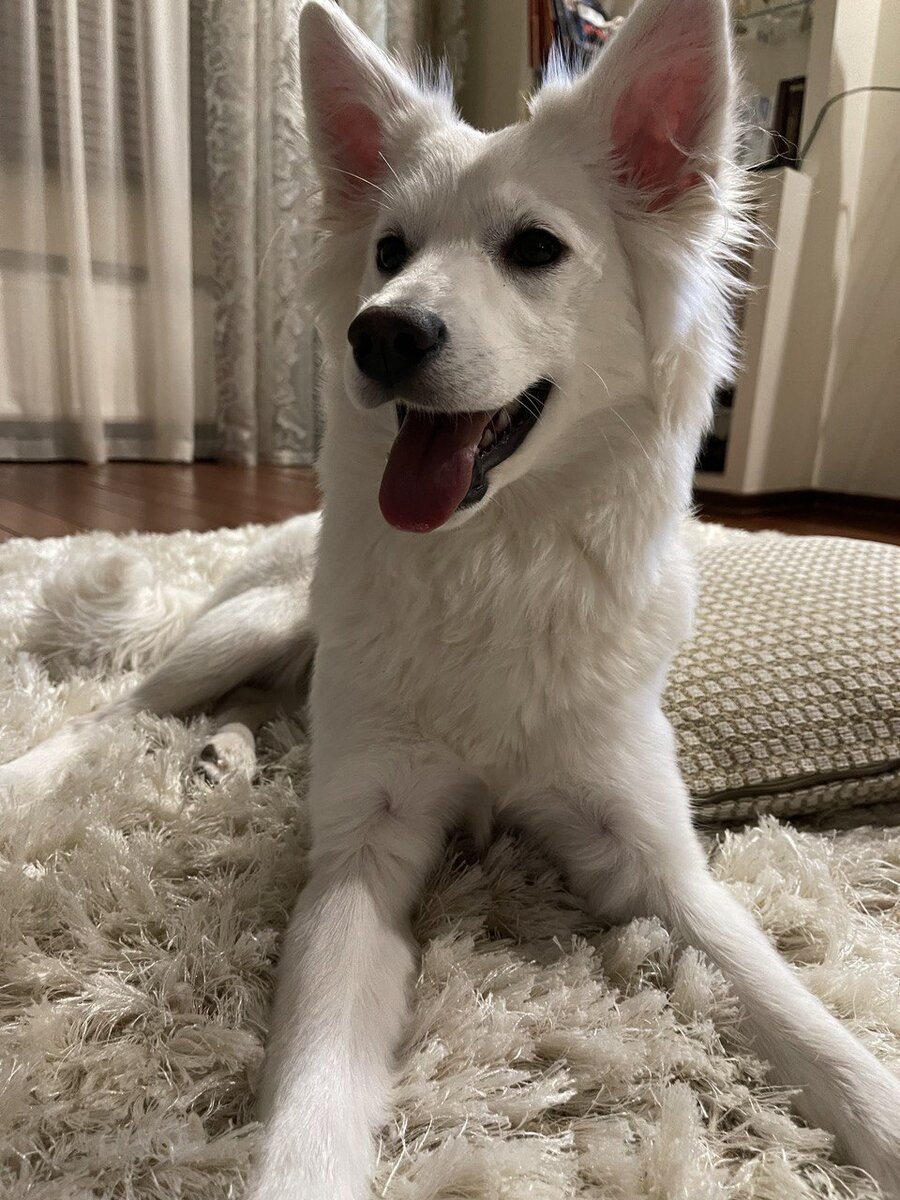 Счастливая собака