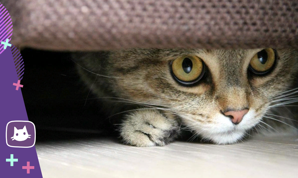 🐱Почему кошка прячется в укромных и темных местах: когда стоит обратить на  это внимание | Нос, хвост, лапы | Дзен
