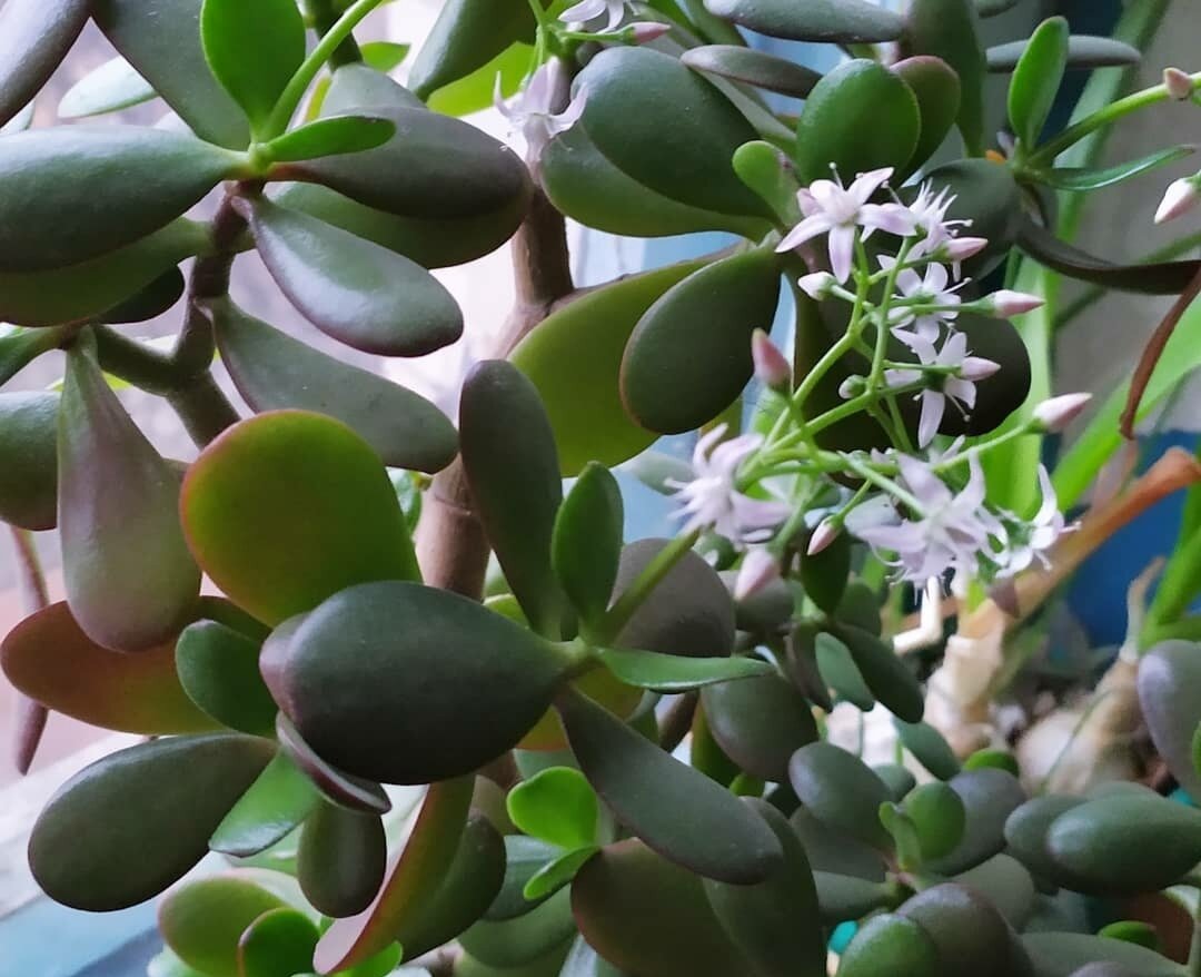 Толстянка цветет.