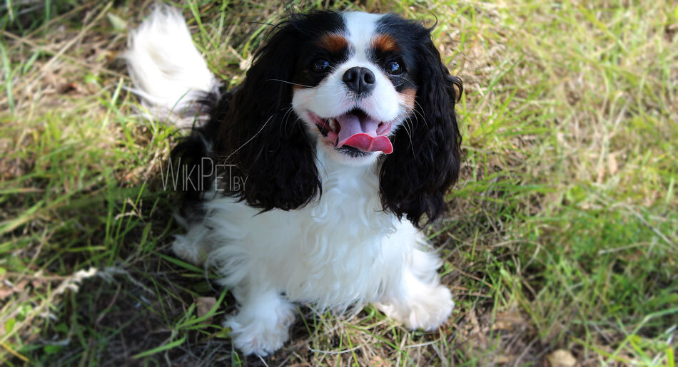 4 - Кавалер-кинг-чарльз-спаниель. Высота в холке : 30 - 33 см. Вес : 5,9 - 8,2 кг