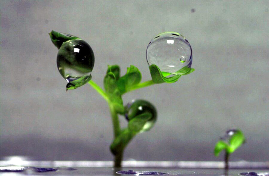 Крупный план капель воды на листьях в российском эксперименте по выращиванию растений БИО-5 на Международной космической станции. Фото: Public Domain 