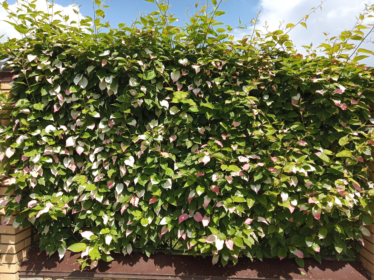 Актинидия коломикта слева Доктор Шимановский, справа Адам, фото автора июнь 2021