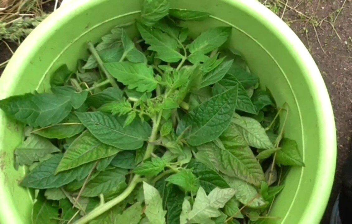 Ботва томата защитит растения от насекомых вредителей