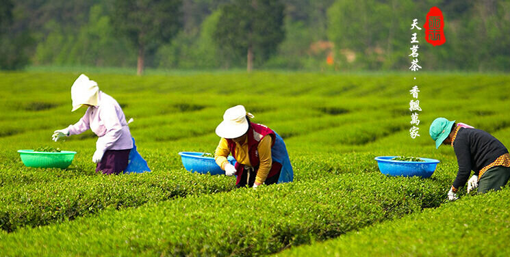 Плантация зелёного чая