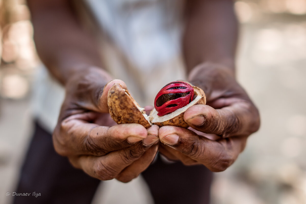 Мускатный орех в разрезе. Хорошо виден красноватый присемянник (ариллус). Этот кадр во многом является метафорой Шри-Ланки. 