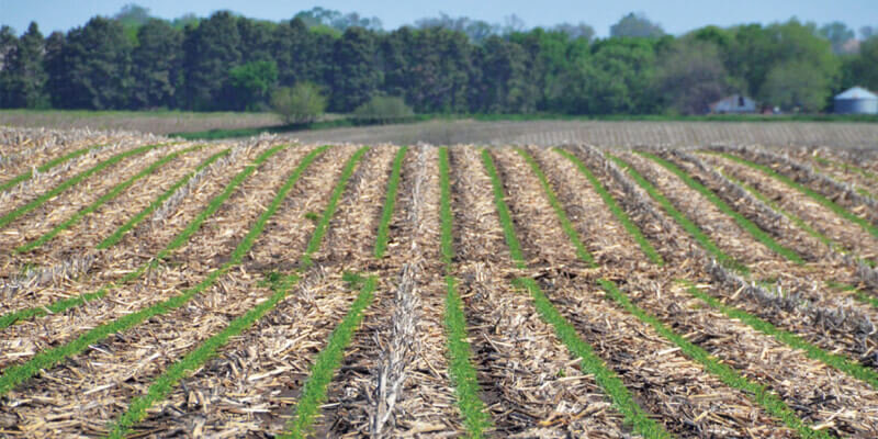 strip-till-технология возделывания почвы