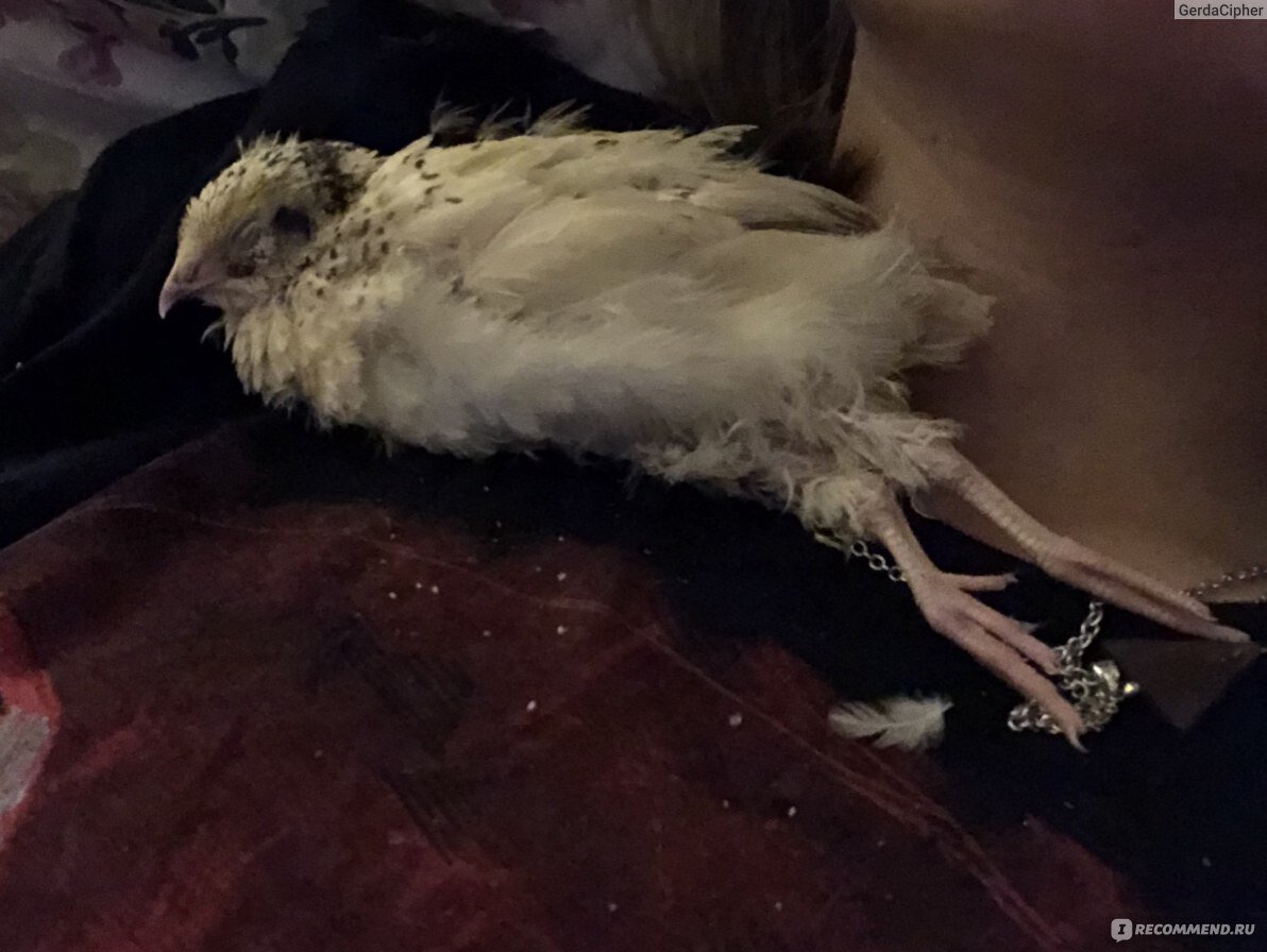 цыпу я думала избавить от мучений, по виду было похоже что она не выживет.