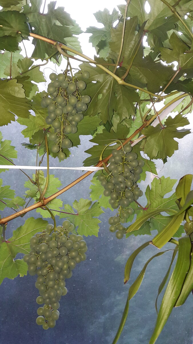 Фото автора. 06 июля 2020 года сорт Августин.