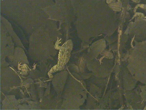 Подводная жизнь травяных лягушек.