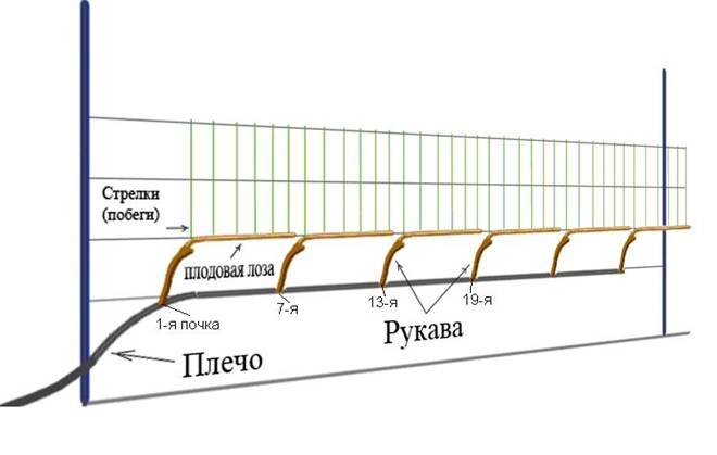 Горизонтальный кордон Беликовой, фото из открытых источников.