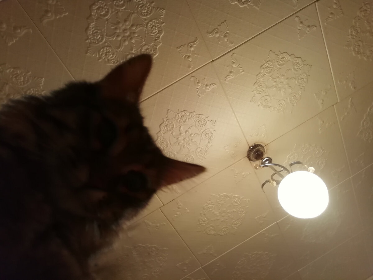 #cat