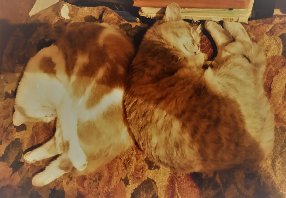 Бубеська и Буська - подружки.