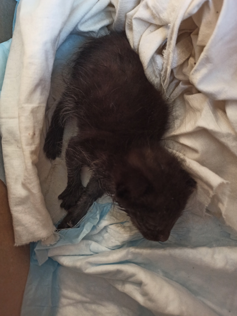 Он был слаб и обезвожен. Фото Хвостатая банда