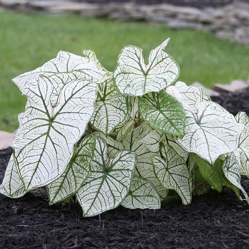 Каладиум Кандидум. Фото: balconygardenweb.com