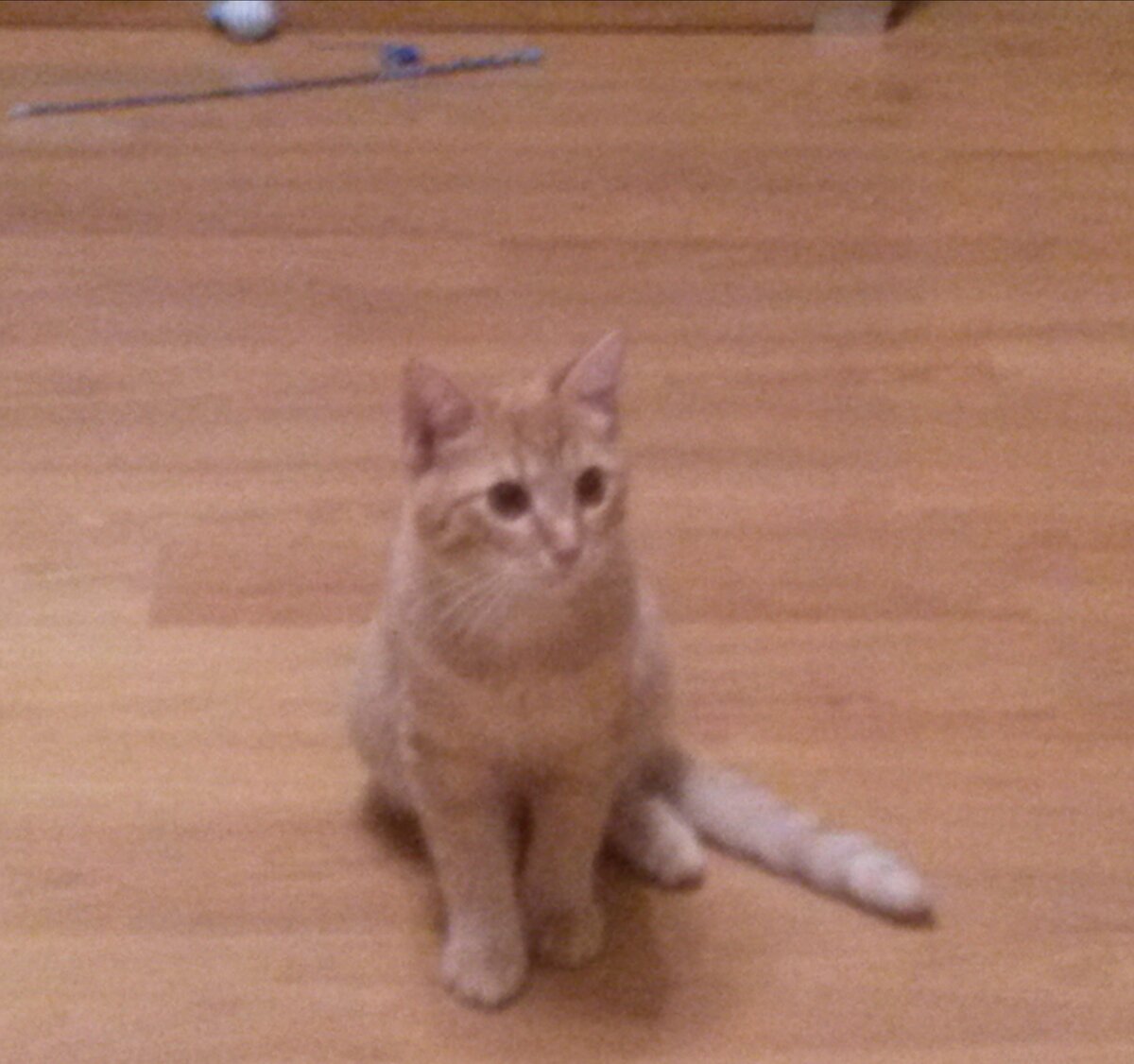 Рыжик в 2017 (1 год) 