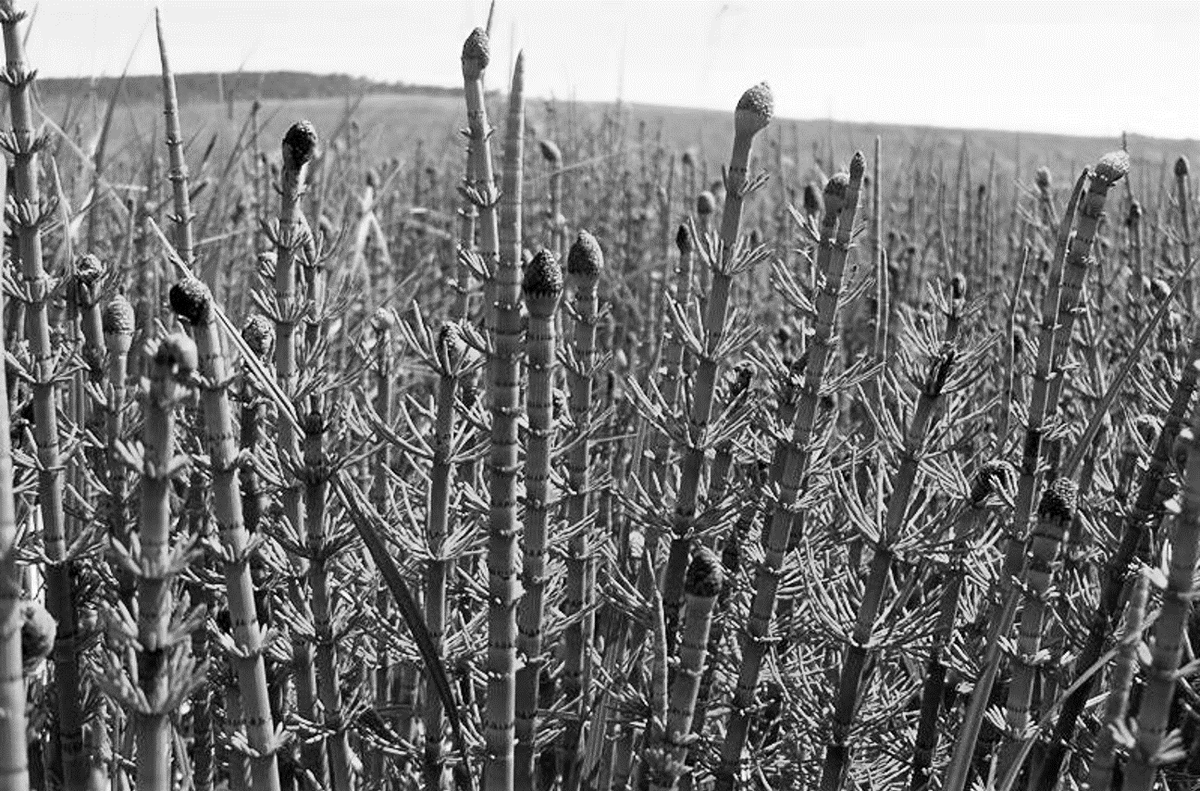 Хвощ болотный.