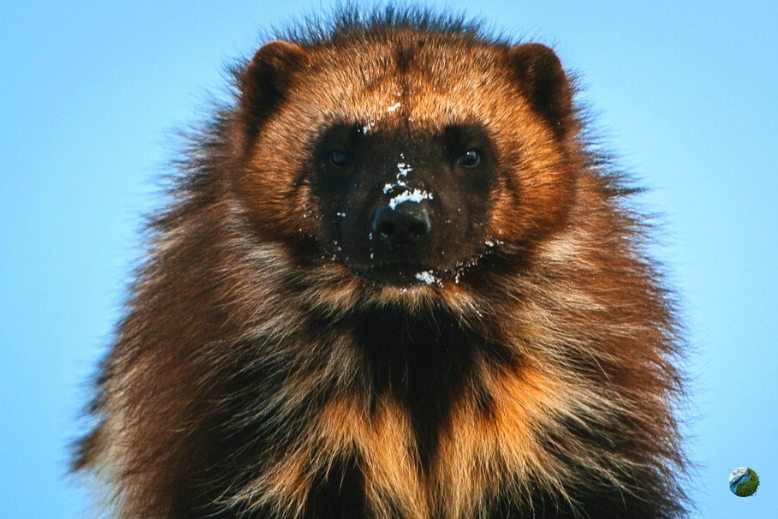 Росомаха Сибирская