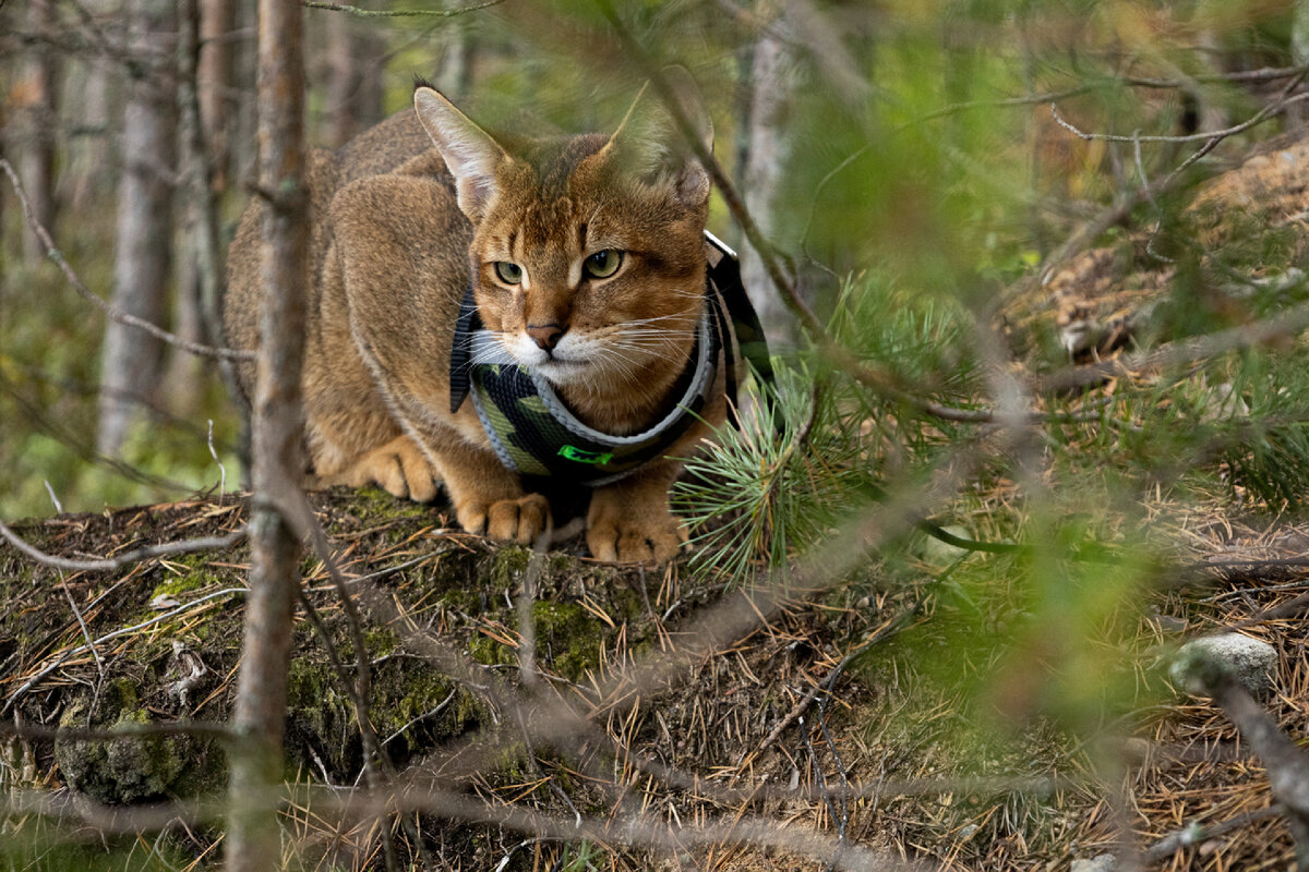 6 месячный котёнок чаузи ф2 Арагорн