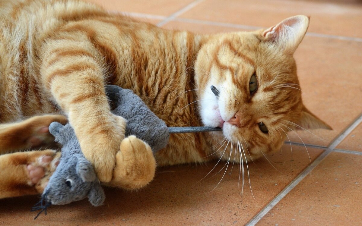 коты, смешные коты, смешные животные, funny animals, приколы с котами, приколы с животными, смешные кошки,