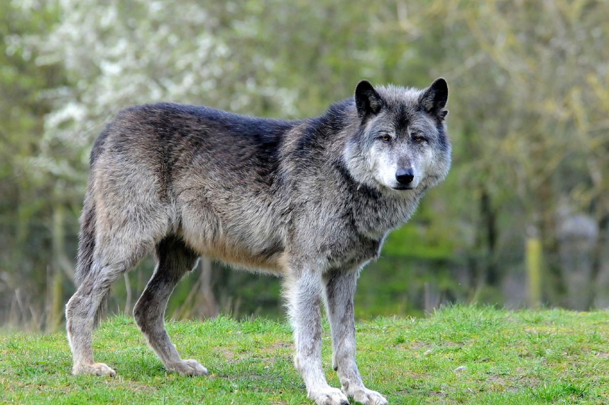 Жизнь серого волка. Макензийским равнинным волком. Волк Долины Маккензи. Макензийский Тундровый волк. Макензийский Равнинный волк канадский волк.