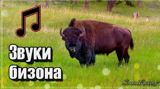 Какие звуки издает газель