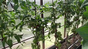 Жара выше 30! Завязь томатов в теплице осыпается... Как исправить ситуацию без специальных опрыскиваний различными средствами?