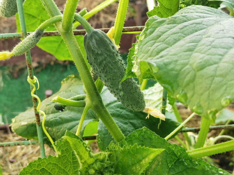 Ошибки при выращивании огурцов