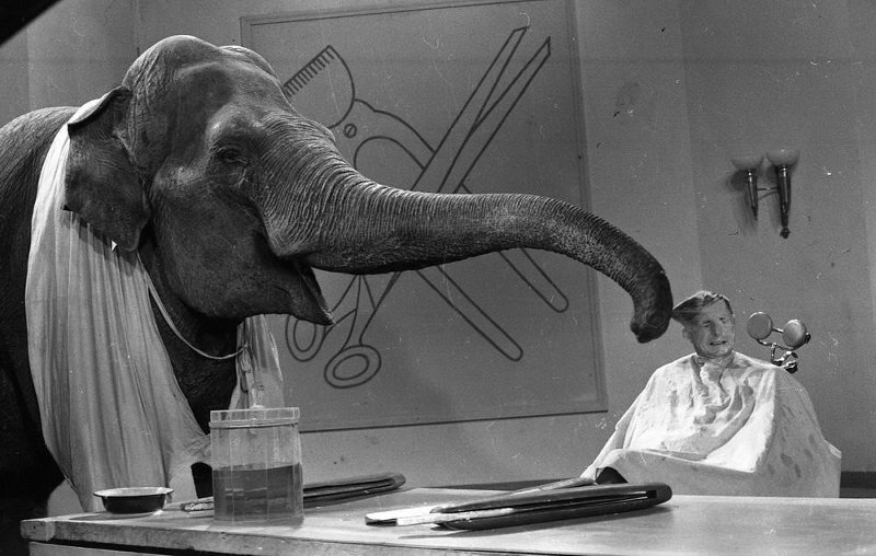 Актер Борис Новиков и слон-парикмахер на съемках фильма «Необыкновенный город», 1962 год. Фото: МАММ/МДФ (Семен Мишин-Моргенштерн)