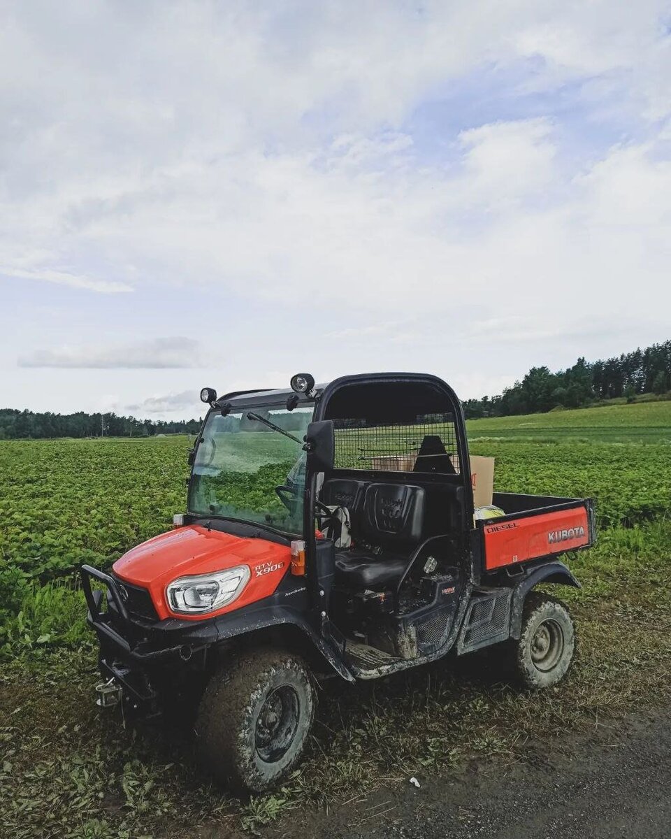 Финское клубничное «рабство»: как я решилась поехать на сбор клубники в ...