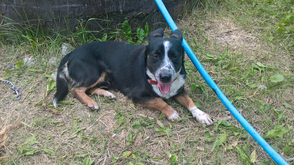 Тошенька дома! Отдыхает на даче