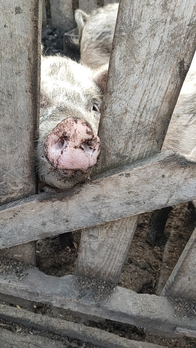 А сейчас, расслабьтесь и полюбуйтесь на этих милашек😌