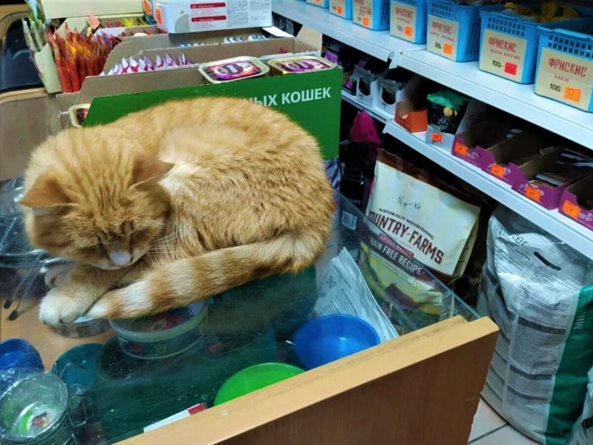 Коты в магазине. Кот Чуба. Источник фото: timeundersun.com
