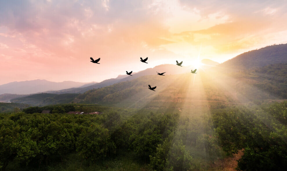    Ученые выяснили, что грифы способны облетать территорию восьми стран в поисках пищи