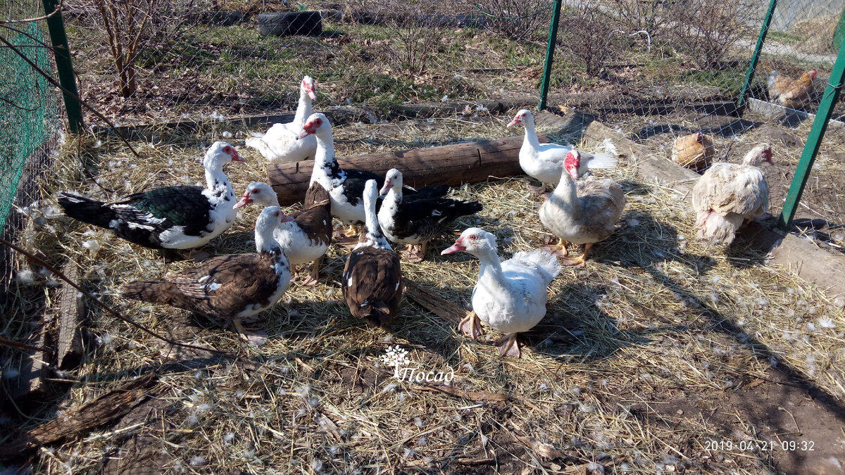 Одно время мы держали много птицы. Поэтому приловчились делать тушёнку из утятины.