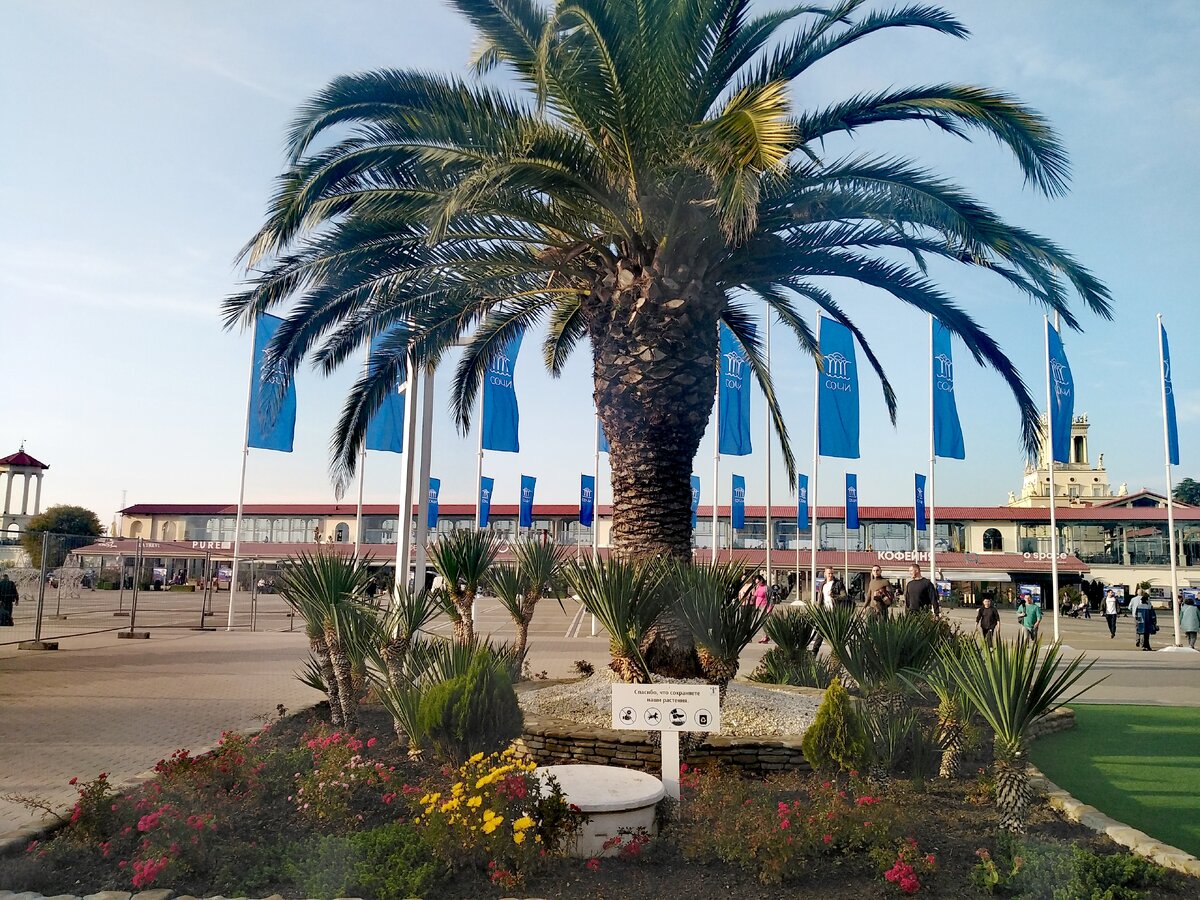 Сочи, к пляжа "Маяк", 25 ноября 2022 года. Фото автора