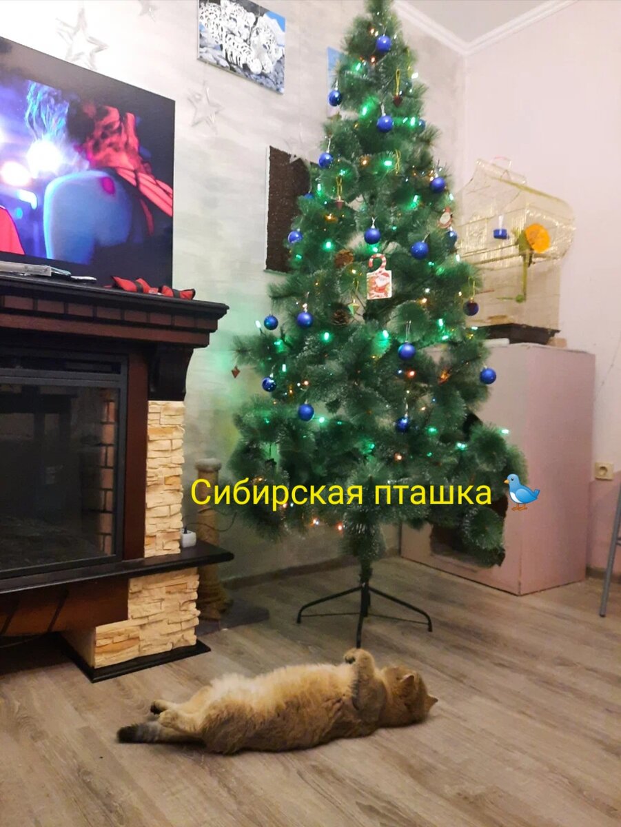 Старое фото, из квартиры.